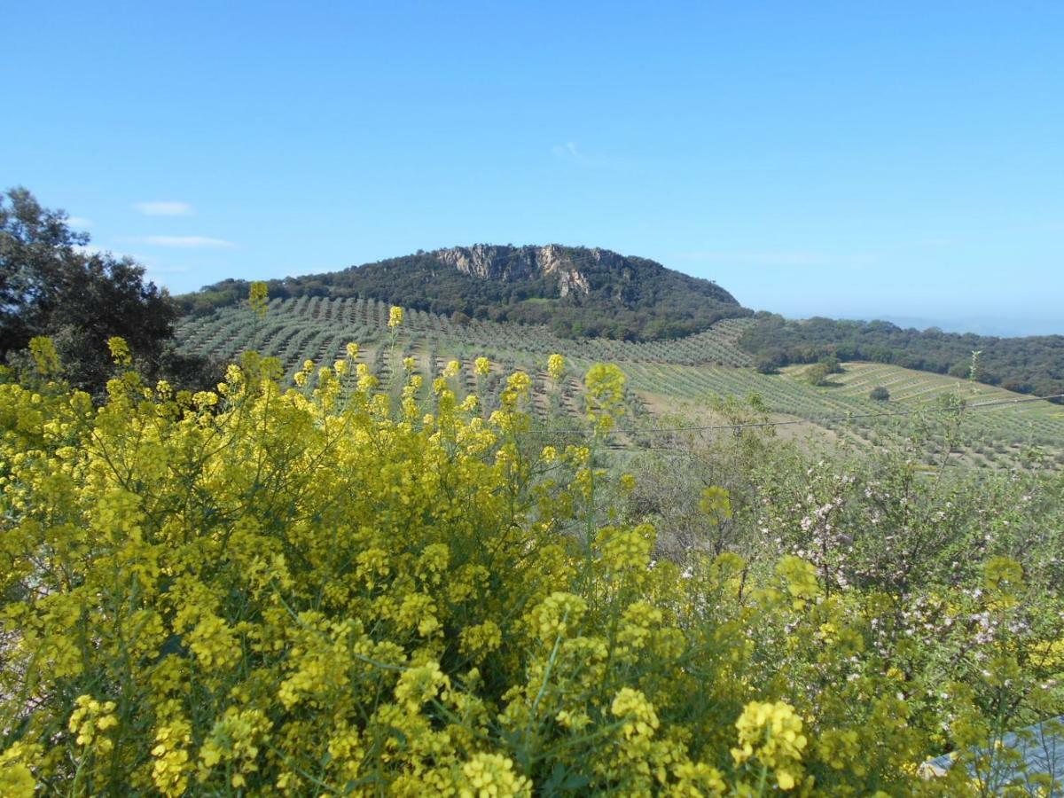 Vila La Casita, Zagra La Carrera de la Viña Exteriér fotografie